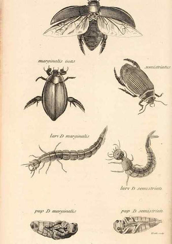 Reproducción/Reproduction 49827207776: General zoology, or Systematic natural history. London,Printed for G. Kearsley,1800-1826.. 