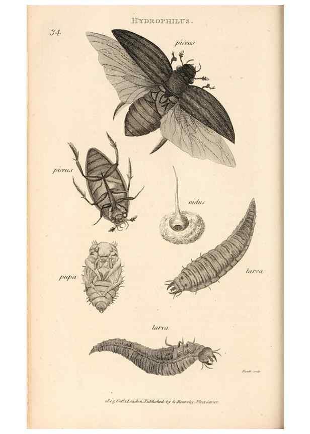 Reproducción/Reproduction 49827208171: General zoology, or Systematic natural history. London,Printed for G. Kearsley,1800-1826.. 