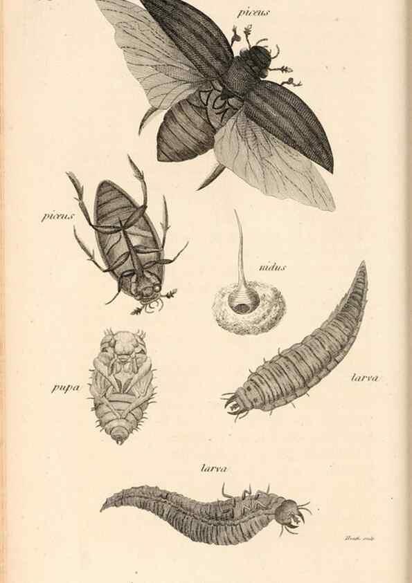 Reproducción/Reproduction 49827208171: General zoology, or Systematic natural history. London,Printed for G. Kearsley,1800-1826.. 