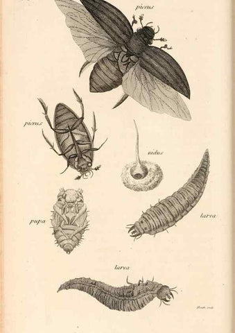 Reproducción/Reproduction 49827208171: General zoology, or Systematic natural history. London,Printed for G. Kearsley,1800-1826.. 