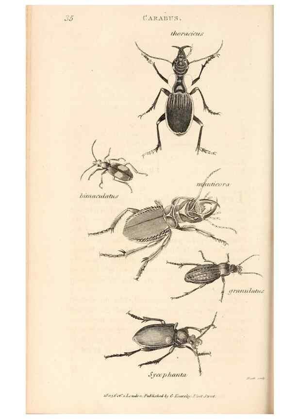 Reproducción/Reproduction 49827208501: General zoology, or Systematic natural history. London,Printed for G. Kearsley,1800-1826.. 