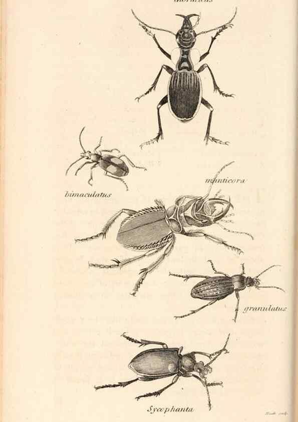 Reproducción/Reproduction 49827208501: General zoology, or Systematic natural history. London,Printed for G. Kearsley,1800-1826.. 