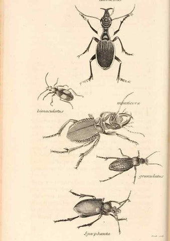 Reproducción/Reproduction 49827208501: General zoology, or Systematic natural history. London,Printed for G. Kearsley,1800-1826.. 
