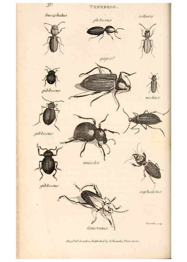 Reproducción/Reproduction 49827208946: General zoology, or Systematic natural history. London,Printed for G. Kearsley,1800-1826.. 