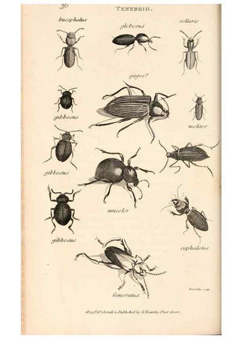 Reproducción/Reproduction 49827208946: General zoology, or Systematic natural history. London,Printed for G. Kearsley,1800-1826.. 