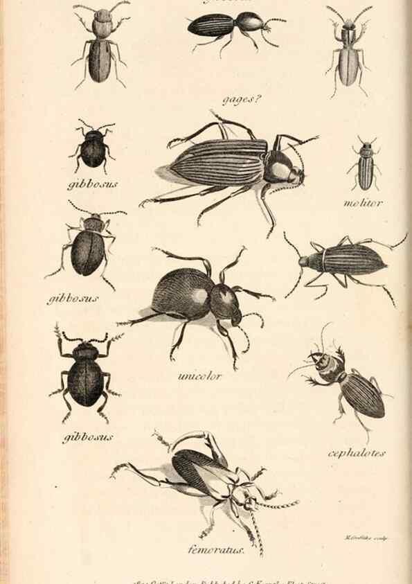 Reproducción/Reproduction 49827208946: General zoology, or Systematic natural history. London,Printed for G. Kearsley,1800-1826.. 