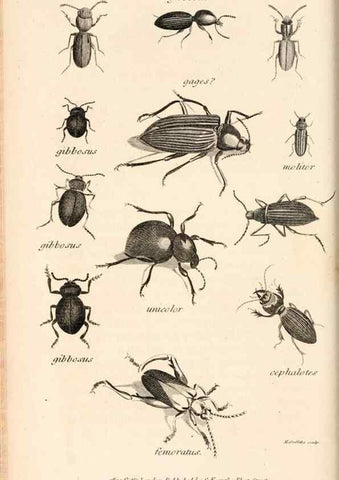 Reproducción/Reproduction 49827208946: General zoology, or Systematic natural history. London,Printed for G. Kearsley,1800-1826.. 