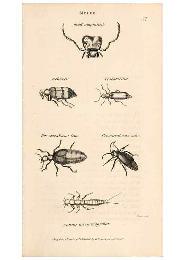 Reproducción/Reproduction 49826677693: General zoology, or Systematic natural history. London,Printed for G. Kearsley,1800-1826.. 