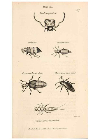Reproducción/Reproduction 49826677693: General zoology, or Systematic natural history. London,Printed for G. Kearsley,1800-1826.. 