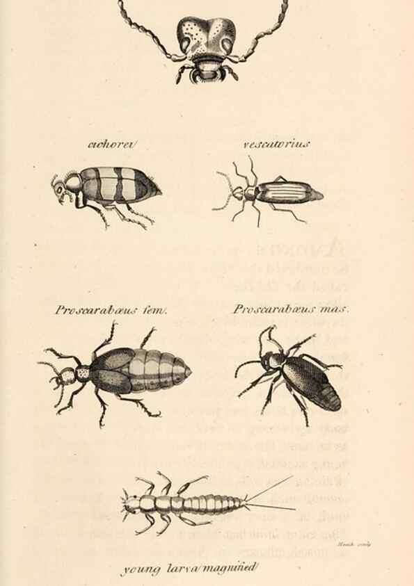 Reproducción/Reproduction 49826677693: General zoology, or Systematic natural history. London,Printed for G. Kearsley,1800-1826.. 