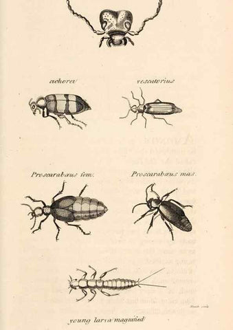 Reproducción/Reproduction 49826677693: General zoology, or Systematic natural history. London,Printed for G. Kearsley,1800-1826.. 