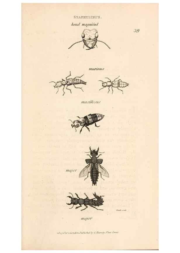 Reproducción/Reproduction 49826678228: General zoology, or Systematic natural history. London,Printed for G. Kearsley,1800-1826.. 