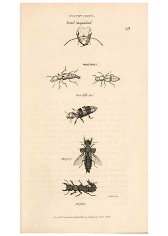 Reproducción/Reproduction 49826678228: General zoology, or Systematic natural history. London,Printed for G. Kearsley,1800-1826.. 