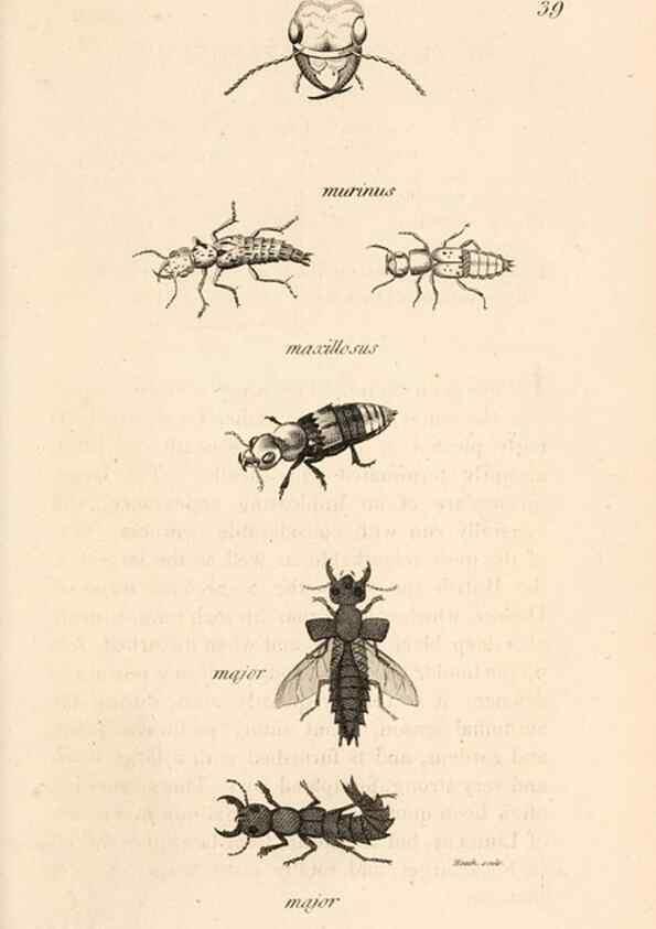 Reproducción/Reproduction 49826678228: General zoology, or Systematic natural history. London,Printed for G. Kearsley,1800-1826.. 