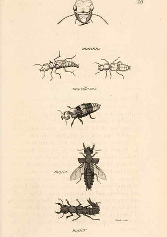 Reproducción/Reproduction 49826678228: General zoology, or Systematic natural history. London,Printed for G. Kearsley,1800-1826.. 