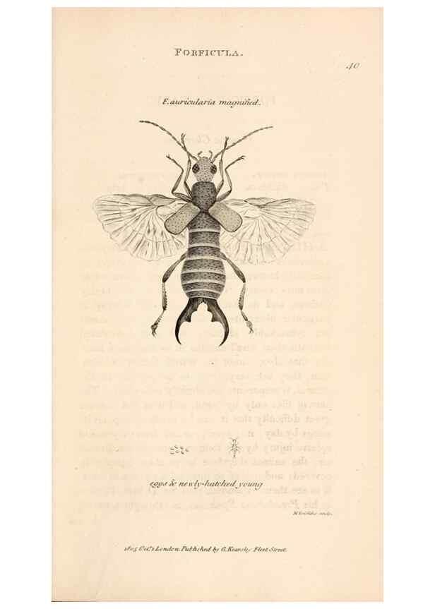 Reproducción/Reproduction 49827524012: General zoology, or Systematic natural history. London,Printed for G. Kearsley,1800-1826.. 