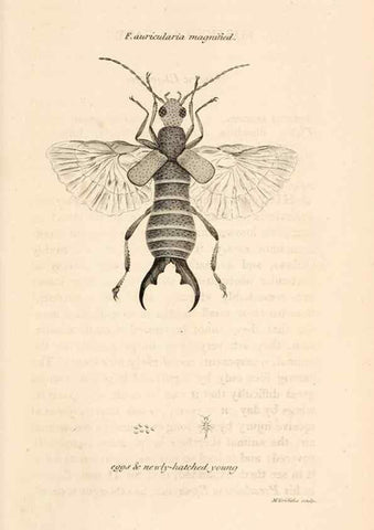 Reproducción/Reproduction 49827524012: General zoology, or Systematic natural history. London,Printed for G. Kearsley,1800-1826.. 