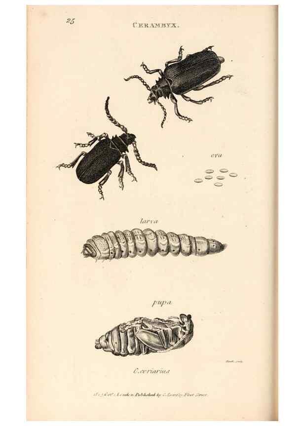 Reproducción/Reproduction 49827205356: General zoology, or Systematic natural history. London,Printed for G. Kearsley,1800-1826.. 