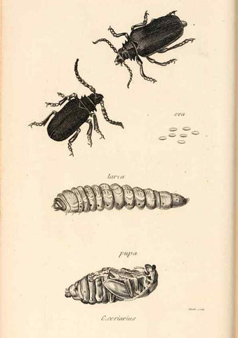 Reproducción/Reproduction 49827205356: General zoology, or Systematic natural history. London,Printed for G. Kearsley,1800-1826.. 