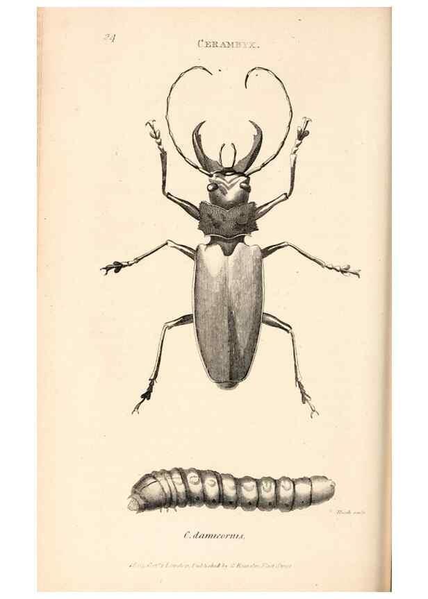 Reproducción/Reproduction 49827519197: General zoology, or Systematic natural history. London,Printed for G. Kearsley,1800-1826.. 