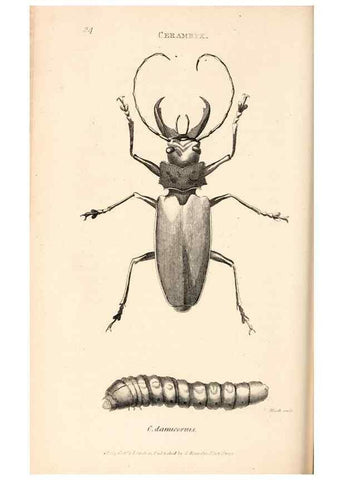Reproducción/Reproduction 49827519197: General zoology, or Systematic natural history. London,Printed for G. Kearsley,1800-1826.. 