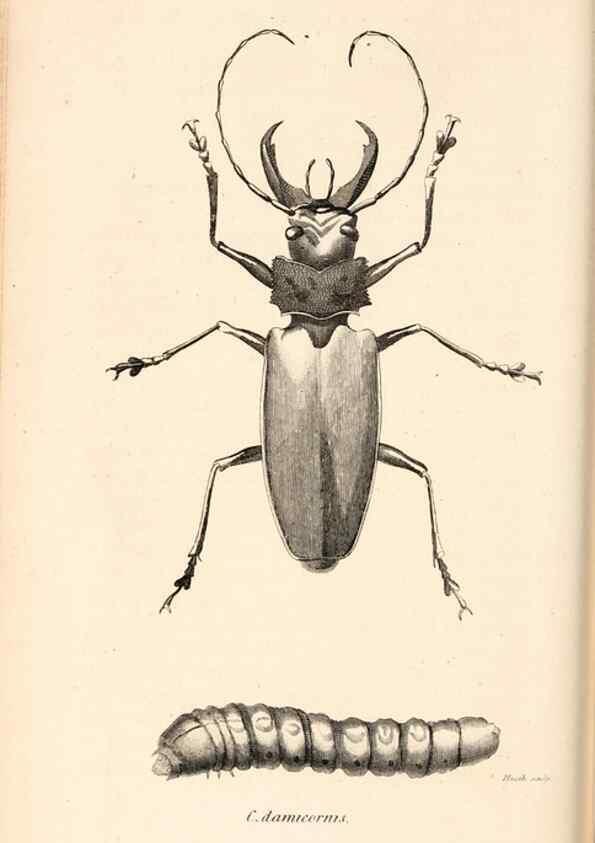 Reproducción/Reproduction 49827519197: General zoology, or Systematic natural history. London,Printed for G. Kearsley,1800-1826.. 
