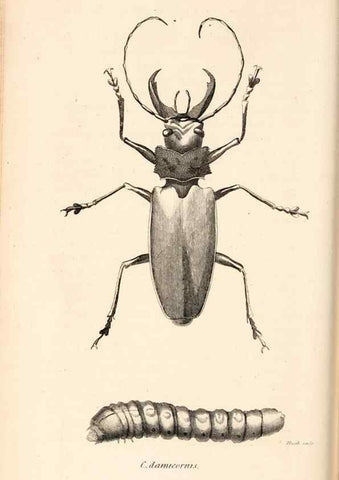 Reproducción/Reproduction 49827519197: General zoology, or Systematic natural history. London,Printed for G. Kearsley,1800-1826.. 
