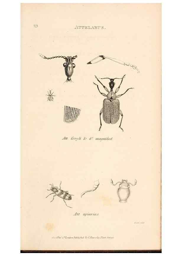 Reproducción/Reproduction 49827204731: General zoology, or Systematic natural history. London,Printed for G. Kearsley,1800-1826.. 