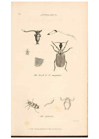 Reproducción/Reproduction 49827204731: General zoology, or Systematic natural history. London,Printed for G. Kearsley,1800-1826.. 
