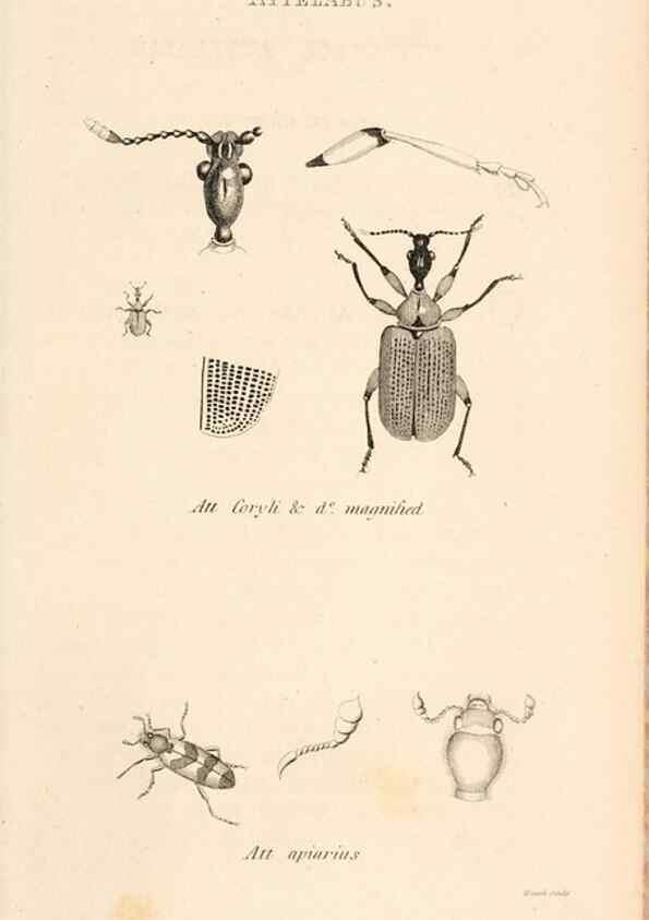 Reproducción/Reproduction 49827204731: General zoology, or Systematic natural history. London,Printed for G. Kearsley,1800-1826.. 