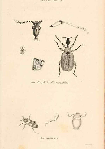 Reproducción/Reproduction 49827204731: General zoology, or Systematic natural history. London,Printed for G. Kearsley,1800-1826.. 