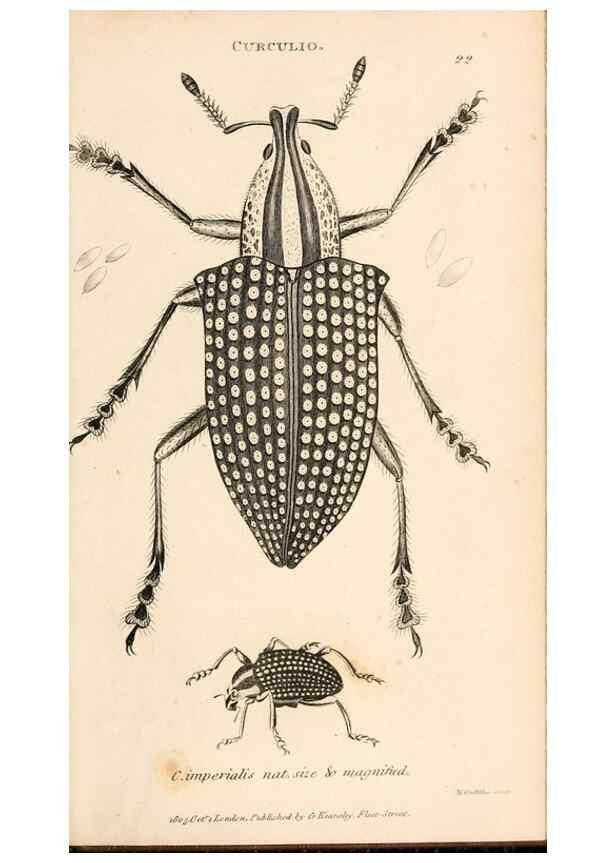 Reproducción/Reproduction 49827204366: General zoology, or Systematic natural history. London,Printed for G. Kearsley,1800-1826.. 