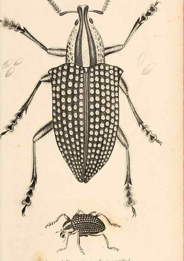 Reproducción/Reproduction 49827204366: General zoology, or Systematic natural history. London,Printed for G. Kearsley,1800-1826.. 