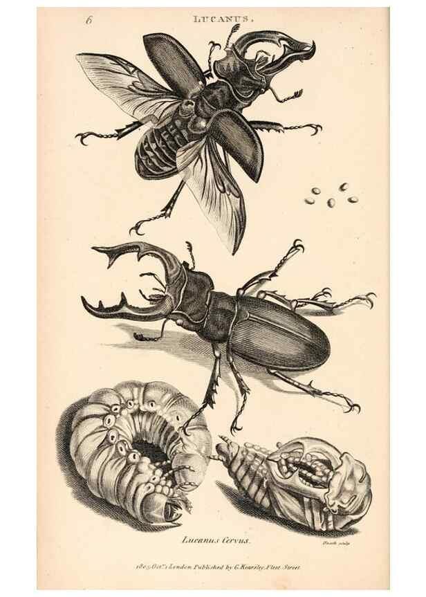 Reproducción/Reproduction 49826666678: General zoology, or Systematic natural history. London,Printed for G. Kearsley,1800-1826.. 