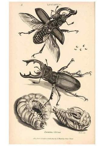 Reproducción/Reproduction 49826666678: General zoology, or Systematic natural history. London,Printed for G. Kearsley,1800-1826.. 