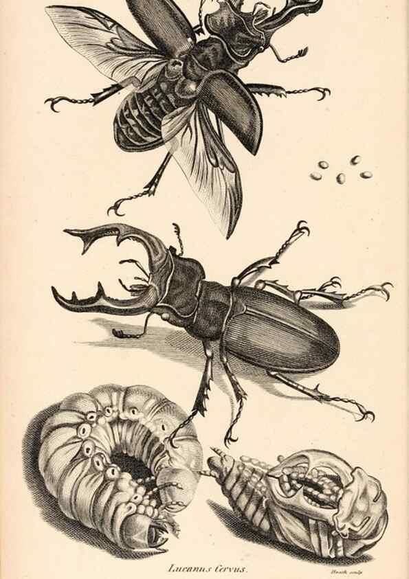 Reproducción/Reproduction 49826666678: General zoology, or Systematic natural history. London,Printed for G. Kearsley,1800-1826.. 