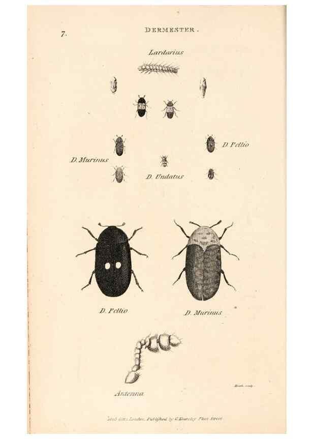 Reproducción/Reproduction 49827512967: General zoology, or Systematic natural history. London,Printed for G. Kearsley,1800-1826.. 