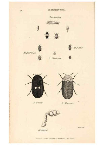Reproducción/Reproduction 49827512967: General zoology, or Systematic natural history. London,Printed for G. Kearsley,1800-1826.. 