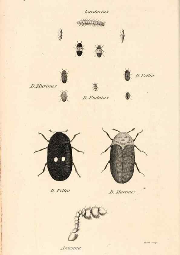 Reproducción/Reproduction 49827512967: General zoology, or Systematic natural history. London,Printed for G. Kearsley,1800-1826.. 