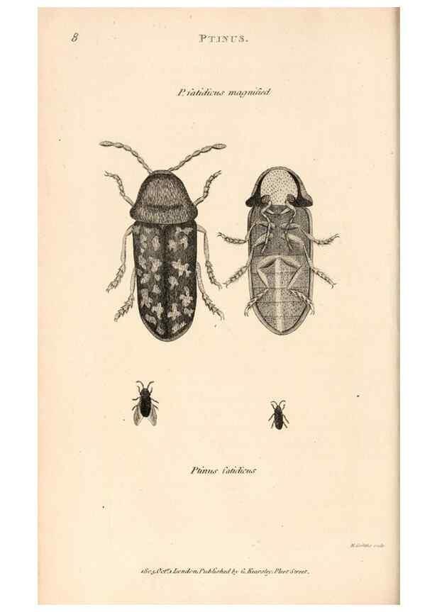 Reproducción/Reproduction 49827199211: General zoology, or Systematic natural history. London,Printed for G. Kearsley,1800-1826.. 