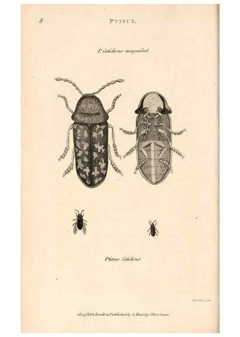 Reproducción/Reproduction 49827199211: General zoology, or Systematic natural history. London,Printed for G. Kearsley,1800-1826.. 