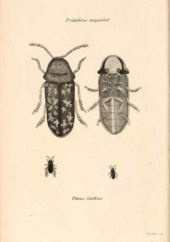 Reproducción/Reproduction 49827199211: General zoology, or Systematic natural history. London,Printed for G. Kearsley,1800-1826.. 