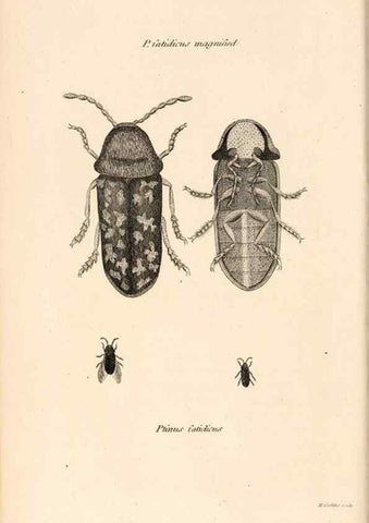 Reproducción/Reproduction 49827199211: General zoology, or Systematic natural history. London,Printed for G. Kearsley,1800-1826.. 
