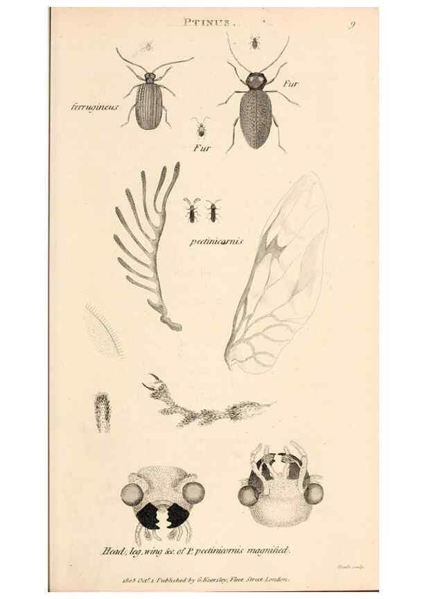 Reproducción/Reproduction 49827199501: General zoology, or Systematic natural history. London,Printed for G. Kearsley,1800-1826.. 