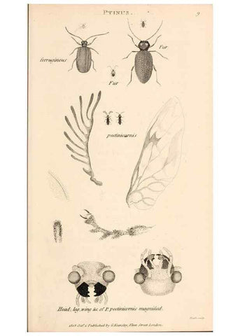 Reproducción/Reproduction 49827199501: General zoology, or Systematic natural history. London,Printed for G. Kearsley,1800-1826.. 