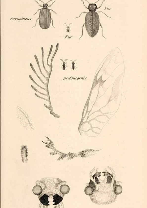 Reproducción/Reproduction 49827199501: General zoology, or Systematic natural history. London,Printed for G. Kearsley,1800-1826.. 