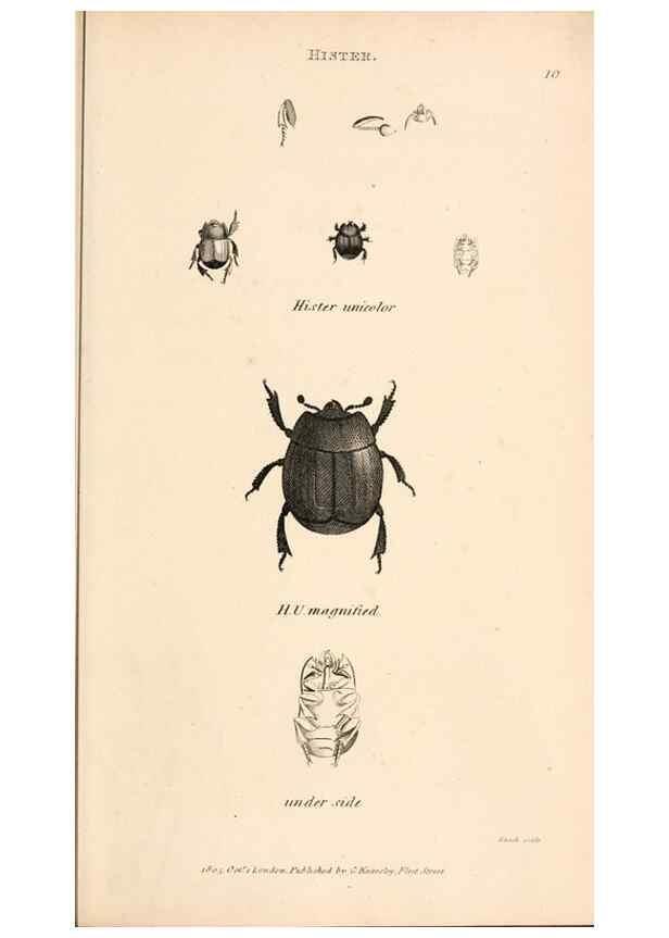 Reproducción/Reproduction 49827513892: General zoology, or Systematic natural history. London,Printed for G. Kearsley,1800-1826.. 