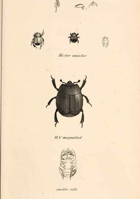 Reproducción/Reproduction 49827513892: General zoology, or Systematic natural history. London,Printed for G. Kearsley,1800-1826.. 