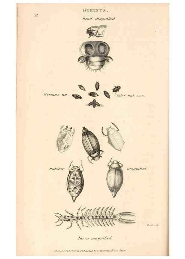 Reproducción/Reproduction 49827514372: General zoology, or Systematic natural history. London,Printed for G. Kearsley,1800-1826.. 