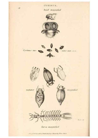 Reproducción/Reproduction 49827514372: General zoology, or Systematic natural history. London,Printed for G. Kearsley,1800-1826.. 